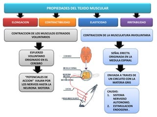PROPIEDADES DEL TEJIDO MUSCULAR
ELONGACION
ESFUERZO
VOLUNTARIO
ORIGINADO EN EL
CEREBRO
ELASTICIDAD IRRITABILIDADCONTRACTIBILIDAD
CONTRACCION DE LOS MUSCULOS ESTRIADOS
VOLUNTARIOS
“POTENCIALES DE
ACCION” VIAJAN POR
LOS NERVIOS HASTA LA
NEURONA MOTORA
CONTRACCION DE LA MUSCULATURA INVOLUNTARIA
SEÑAL ERECTIL
ORIGINADA EN LA
MEDULA ESPINAL
ENVIADA A TRAVES DE
UN CIRCUITO CON LA
MATERIA GRIS
CAUSAS:
1. SISTEMA
NERVIOSO
AUTONOMO.
2. ESTIMULACION
ENDOGENA .
 