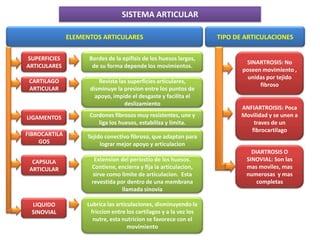 SISTEMA ARTICULAR
ELEMENTOS ARTICULARES
SUPERFICIES
ARTICULARES
LIGAMENTOS
Reviste las superficies articulares,
disminuye la presion entre los puntos de
apoyo, impide el desgaste y facilita el
deslizamiento
TIPO DE ARTICULACIONES
CARTILAGO
ARTICULAR
FIBROCARTILA
GOS
CAPSULA
ARTICULAR
Cordones fibrosos muy resistentes, une y
liga los huesos, estabiliza y limita.
Tejido conectivo fibroso, que adaptan para
lograr mejor apoyo y articulacion
Lubrica las articulaciones, disminuyendo la
friccion entre los cartilagos y a la vez los
nutre, esta nutricion se favorece con el
movimiento
Extension del periostio de los huesos.
Contiene, encierra y fija la articulacion,
sirve como limite de articulacion. Esta
revestida por dentro de una membrana
llamada sinovia
LIQUIDO
SINOVIAL
Bordes de la epifisis de los huesos largos,
de su forma depende los movimientos.
SINARTROSIS: No
poseen movimiento ,
unidas por tejido
fibroso
ANFIARTROISIS: Poca
Movilidad y se unen a
traves de un
fibrocartilago
DIARTROSIS O
SINOVIAL: Son las
mas moviles, mas
numerosas y mas
completas
 