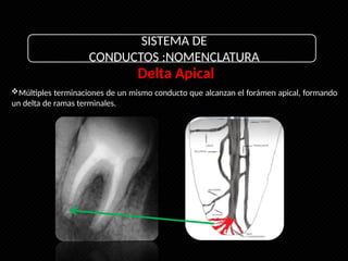 Morfologia y anatomía radicular Endodoncia | PPTX