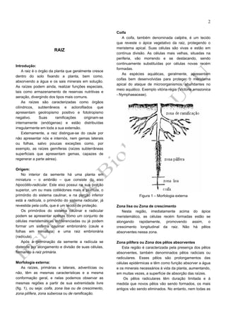 2

RAIZ

Introdução:
A raiz é o órgão da planta que geralmente cresce
dentro do solo fixando a planta, bem como,
absorvendo a água e os sais minerais em solução.
As raízes podem ainda, realizar funções especiais,
tais como armazenamento de reservas nutritivas e
aeração, divergindo dos tipos mais comuns.
As raízes são caracterizadas como órgãos
cilíndricos, subterrâneos e aclorofilados que
apresentam geotropismo positivo e fototropismo
negativo.
Suas
ramificações
originam-se
internamente (endógenas) e estão distribuídas
irregularmente em toda a sua extensão.
Externamente, a raiz distingue-se do caule por
não apresentar nós e internós, nem gemas laterais
ou folhas, salvo poucas exceções como, por
exemplo, as raízes gemíferas (raízes subterrâneas
superficiais que apresentam gemas, capazes de
regenerar a parte aérea).
Origem:
No interior da semente há uma planta em
miniatura – o embrião – que consiste do eixo
hipocótilo-radicular. Este eixo possui na sua porção
superior, um ou mais cotilédones mais a plúmula, o
primórdio do sistema caulinar, e na porção inferior
está a radícula, o primórdio do sistema radicular, já
revestida pela coifa, que é um tecido de proteção.
Os primórdios do sistema caulinar e radicular
podem se apresentar apenas como um conjunto de
células meristemáticas indiferenciadas ou já podem
formar um sistema caulinar embrionário (caule e
folhas em miniatura) e uma raiz embrionária
(radícula).
Após a germinação da semente a radícula se
distende por alongamento e divisão de suas células,
formando a raiz primária.
Morfologia externa:
As raízes, primárias e laterais, adventícias ou
não, têm as mesmas características e a mesma
conformação geral, e nelas podemos observar as
mesmas regiões a partir de sua extremidade livre
(fig. 1), ou seja: coifa, zona lisa ou de crescimento,
zona pilífera, zona suberosa ou de ramificação.

Coifa
A coifa, também denominada caliptra, é um tecido
que reveste o ápice vegetativo da raiz, protegendo o
meristema apical. Suas células são vivas e estão em
contínua divisão. As células mais velhas, situadas na
periferia, vão morrendo e se destacando, sendo
continuamente substituídas por células novas recém
formadas.
As espécies aquáticas, geralmente, apresentam
coifas bem desenvolvidas para proteger o meristema
apical do ataque de microorganismos, abundantes no
meio aquático. Exemplo vitória-régia (Victoria amazonica
- Nymphaeaceae).

Figura 1 – Morfologia externa
Zona lisa ou Zona de crescimento
Nesta região, imediatamente acima do ápice
meristemático, as células recém formadas estão se
alongando rapidamente, promovendo assim, o
crescimento longitudinal da raiz. Não há pêlos
absorventes nessa zona.
Zona pilífera ou Zona dos pêlos absorventes
Esta região é caracterizada pela presença dos pêlos
absorventes, também denominados pêlos radiciais ou
radiculares. Esses pêlos são prolongamentos das
células epidérmicas e têm como função absorver a água
e os minerais necessários à vida da planta, aumentando,
em muitas vezes, a superfície de absorção das raízes.
Os pêlos radiculares têm duração limitada e à
medida que novos pêlos vão sendo formados, os mais
antigos vão sendo eliminados. No entanto, nem todas as

 