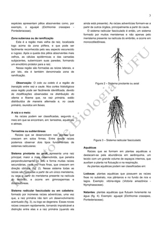 3
espécies apresentam pêlos absorventes como, por
exemplo, o aguapé (Eichhornia crassipes Pontederiaceae).
Zona suberosa ou de ramificação
Esta é a região mais velha da raiz, localizada
logo acima da zona pilífera, e que pode ser
facilmente reconhecida pelo seu aspecto escurecido
e rugoso. Após a queda dos pêlos absorventes mais
velhos, as células epidérmicas e das camadas
subjacentes, suberinizam suas paredes, formando
um envoltório protetor para a raiz.
Nessa região são formadas as raízes laterais, e
por isto, ela é também denominada zona de
ramificação.
Observação: O colo ou coleto é a região de
transição entre raiz e caule. Nos cortes histológicos
essa região pode ser facilmente identificada, devido
às modificações observadas na distribuição do
xilema e floema que, na raiz primária, estão
distribuídos de maneira alternada e, no caule
primário, reunidos em feixes.

ainda está presente). As raízes adventícias formam-se a
partir de outros órgãos, principalmente a partir do caule.
O sistema radicular fasciculado é então, um sistema
formado por muitos meristemas e não apenas pelo
meristema presente na radícula do embrião, e ocorre em
monocotiledôneas.

Figura 2 – Sistema pivotante ou axial

A raiz e o meio:
As raízes podem ser classificadas, segundo o
meio em que se encontram, em: terrestres, aquáticas
e aéreas.
Terrestres ou subterrâneas
Raízes que se desenvolvem nas plantas que
crescem em solos firmes. Entre essas raízes
podemos observar dois tipos fundamentais de
sistemas radiculares:
Sistema pivotante ou axial: apresenta uma raiz
principal, maior e mais desenvolvida, que penetra
perpendicularmente no solo e forma muitas raízes
secundárias, cada vez mais finas, que crescem em
direção oblíqua (fig. 2). Nesse sistema todas as
raízes são formadas a partir de um único meristema,
ou seja, a partir do meristema presente na radícula
do embrião, e ocorre em gimnospermas e
dicotiledôneas.
Sistema radicular fasciculado ou em cabeleira:
formado por inúmeras raízes adventícias, uma vez
que, a raiz primária não tem um desenvolvimento
acentuado (fig. 3), ou logo se degenera. Essas novas
raízes crescem rapidamente, tornando impraticável a
distinção entre elas e a raiz primária (quando ela

Figura 3 – Sistema radicular fasciculado
Aquáticas
Raízes que se formam em plantas aquáticas e
destacam-se pela abundância em aerênquima, um
tecido com um grande volume de espaços internos, que
auxiliam a planta na flutuação e na respiração.
As plantas aquáticas podem ser classificadas em:
Lodosas: plantas aquáticas que possuem as raízes
fixas no substrato, nos pântanos e no fundo de rios e
lagos. Exemplo: vitória-régia (Victoria amazônica Nymphaeaceae).
Natantes: plantas aquáticas que flutuam livremente na
água (fig. 4). Exemplo: aguapé (Eichhornia crassipes,
Pontederiaceae).

 