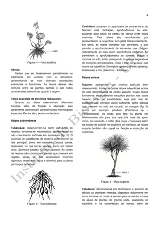 4

Figura. 4 – Raiz aquática
Aéreas
Raízes que se desenvolvem parcialmente ou
totalmente em contato com a atmosfera,
apresentando as mais diversas adaptações
estruturais e funcionais. As raízes aéreas são
comuns entre as plantas epífitas e são todas
consideradas adventícias quanto à origem.
Tipos especiais de sistemas radiculares:
Quando as raízes desenvolvem diferentes
funções, além da fixação e absorção, elas
geralmente apresentam características morfológicas
especiais. Dentre elas, podemos destacar:
Raízes subterrâneas
Tuberosas: desenvolvem-se como estruturas de
reserva, tornando-se intumescida, apresentando ou
não crescimento anômalo em espessura (fig. 5). O
acúmulo de substâncias de reserva pode ocorrer na
raiz principal, como em cenoura (Daucus carota,
Apiaceae), ou nas raízes laterais, como em batata
doce (Ipomoea batatas, Convolvulaceae). As raízes
de reserva são comuns em plantas que crescem em
regiões secas ou que apresentam invernos
rigorosos, reservando água e alimento para a planta
por longos períodos.

Contráteis: possuem a capacidade de contrair-se e, ao
fazerem esta contração, aprofundam-se no solo,
puxando para baixo as partes da planta onde estão
inseridas. Tais raízes são
reconhecidas por
apresentarem a superfície enrugada transversalmente.
Em geral, as raízes primárias são contráteis, o que
permite o aprofundamento de sementes que chegam
naturalmente ao solo (sem interferência primária). Ao
permitirem o aprofundamento de cormos, bulbos e
rizomas no solo, estão protegendo as gemas vegetativas
de inúmeras adversidades, como o fogo ou a seca, que
ocorre na superfície. Exemplos: ginseng (Panax ginseng,
Araliaceae) e lírio (Lilium sp. - Liliaceae).
Raízes aéreas
Suporte: apresentam um sistema radicular bem
desenvolvido, formando outras raízes adventícias acima
do solo denominadas de raízes suporte. Essas raízes
formam-se especialmente naquelas plantas nas quais
haveria perda de estabilidade, seja pelo fato do
substrato não oferecer apoio suficiente como plantas
que crescem no solo encharcado do mangue (fig. 6)
como, por exemplo, pandano (Pandanus sp. Pandanaceae), ou ainda pelo fato da planta ser
relativamente alta para sua reduzida base de apoio
como, por exemplo, o milho (Zea mays - Poaceae). Além
da função de auxiliar no equilíbrio do indivíduo, as raízes
suporte também têm papel na fixação e absorção de
nutrientes.

Figura. 6 – Raiz suporte

Figura. 5 – Raiz tuberosa

Tabulares: denominadas por lembrarem o aspecto de
tábuas ou pranchas verticais, dispostas radialmente em
torno da base do caule, e servem para aumentar a base
de apoio de plantas de grande porte, auxiliando no
equilíbrio e na sustentação do tronco, além de

 