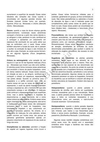 5
aumentarem a superfície de aeração. Essas raízes
tabulares são variações das raízes suporte e
encontradas em algumas grandes árvores das
florestas tropicais úmidas como, por exemplo,
figueiras (Ficus sp., Moraceae) e chichá (Sterculia
chicha - Sterculiaceae).
Escora: quando a copa da árvore alcança grande
desenvolvimento, numerosas raízes adventícias
começam a formar-se a partir dos ramos laterais e,
ao atingirem o chão, penetram no solo, ramificam-se
e começam a apresentar um crescimento em
espessura tão acentuado de sua parte aérea que
logo se confundem com o caule. Essas raízes
também assumem a função de caule, isto é, passam
a auxiliar na condução da água e sais minerais do
solo até a copa. Exemplo: as raízes escora formamse em algumas figueiras (Ficus bengalensis,
Moraceae).
Cintura ou estrangulante: uma variação de raiz
escora é o que se vê nas figueiras mata-pau (Ficus
sp. - Moraceae) que iniciam sua vida como epífitas.
O indivíduo jovem forma inúmeras raízes adventícias
que envolvem o tronco da planta hospedeira, como
um denso sistema radicular. Essas raízes crescem
em direção ao solo e, ao atingi-lo, ramificam-se e
começam a crescer em espessura, especialmente
nas partes aéreas. Durante os primeiros anos a
hospedeira e a epífita convivem bem, mas ao
mesmo tempo em que as raízes da epífita vão se
espessando, o caule da planta hospedeira também
começa a espessar-se, até o momento em que este
crescimento começa a ser dificultado. O mata-pau
pode continuar o espessamento em suas superfícies
livres, mas a planta hospedeira é impedida de
desenvolver-se, e acaba morrendo, daí o nome
raízes cintura ou estrangulante. Embora essas raízes
sejam chamadas de raízes estrangulante, este termo
é inadequado, pois essas raízes não estrangulam
(processo ativo) o caule da hospedeira, mas
simplesmente impedem o seu crescimento em
espessura (processo passivo). No entanto, se a
hospedeira do mata-pau for uma palmeira, ambas
podem conviver por muitos anos, isto porque as
palmeiras geralmente apresentam apenas um
pequeno crescimento em espessura do seu caule ao
longo dos anos.
Grampiformes ou aderentes: permitem a fixação
do vegetal em lugares íngremes como muros e

pedras. Essas raízes formam-se voltadas para o
substrato, geralmente em grupos, na face sombreada do
caule. Nas raízes grampiformes ou aderentes a função
de absorção de água e sais é realizada quase que
completamente pelas outras raízes da planta que se
fixam no solo. Essas raízes podem ser encontradas em
hera (Hedera helix - Araliaceae) e hera-miúda (Ficus
repens - Moraceae).
Pneumatóforos: são raízes que emitem ramificações
verticais ascendentes, de geotropismo negativo, que
crescem para fora do solo encharcado dos mangues e
pântanos como, por exemplo, (Rhizophora mangle Rhizophoraceae). Essas raízes apresentam estruturas
de aeração, semelhantes às lenticelas do caule,
denominadas pneumatódios, que auxiliam a planta na
obtenção do oxigênio atmosférico, tão escasso no solo
encharcado.
Sugadoras ou haustórios: as plantas parasitas
necessitam retirar água ou seu alimento de um
hospedeiro, com prejuízos para o mesmo. Para isto,
apresentam um tipo especial de raiz denominada raiz
sugadora ou haustório. No ponto de contato do caule da
planta parasita com o hospedeiro forma-se, inicialmente,
uma raiz adventícia discóide, semelhante a uma ventosa
denominada apressório. Algumas células do centro do
apressório penetram na casca do hospedeiro, formando
os haustórios, que se ramificam e crescem até atingir os
tecidos vasculares do hospedeiro. Existem dois tipos de
parasitismo:
Holoparasitismo: quando a planta parasita é
desprovida de clorofila, pelo menos em quantidades
mínimas necessárias para a sua manutenção. Neste
caso, a planta parasita precisa retirar do hospedeiro a
água e todos os nutrientes necessários à sua
sobrevivência como, por exemplo, o cipó-chumbo
(Cuscuta racemosa - Convolvulaceae).
Hemiparasitismo: quando a planta parasita depende
parcialmente do hospedeiro, retirando apenas água e
sais minerais, pois realiza a sua fotossíntese pelas
folhas e ramos jovens clorofilados. Exemplo: erva-depassarinho (Struthanthus flexicaulis - Loranthaceae).
Algumas raízes mantêm relações simbiônticas com
outros seres vivos. De acordo com a associação
simbiótica entre fungos e bactérias nas raízes são
reconhecidas:

 