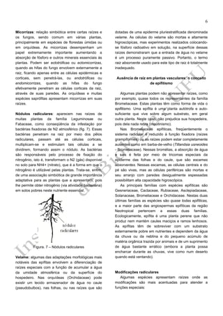 6
Micorrizas: relação simbiótica entre certas raízes e
os fungos, sendo comum em várias plantas,
principalmente em espécies de florestas úmidas ou
em orquídeas. As micorrizas desempenham um
papel extremamente importante aumentando a
absorção de fósforo e outros minerais essenciais às
plantas. Podem ser ectotróficas ou ectomicorrizas,
quando as hifas do fungo envolvem externamente a
raiz, ficando apenas entre as células epidérmicas e
corticais, sem penetrá-las, ou endotróficas ou
endomicorrizas, quando as hifas do fungo
efetivamente penetram as células corticais da raiz,
através de suas paredes. As orquídeas e muitas
espécies saprófitas apresentam micorrizas em suas
raízes.
Nódulos radiculares: aparecem nas raízes de
muitas plantas da família Leguminosae ou
Fabaceae, como conseqüência da infestação por
bactérias fixadoras de N2 atmosférico (fig. 7). Essas
bactérias penetram na raiz por meio dos pêlos
radiculares, passam até as células corticais,
multiplicam-se e estimulam tais células a se
dividirem, formando assim o nódulo. As bactérias
são responsáveis pelo processo de fixação do
nitrogênio, isto é, transformam o N2 (gás) disponível
no solo para NH4+ (nitrato), que é a forma em que o
nitrogênio é utilizável pelas plantas. Trata-se, enfim,
de uma associação simbiótica de grande importância
adaptativa para as plantas que a apresentam, pois
lhe permite obter nitrogênio (via atividade bacteriana)
em solos pobres neste nutriente essencial.

Figura. 7 – Nódulos radiculares
Velame: algumas das adaptações morfológicas mais
notáveis das epífitas envolvem a diferenciação de
raízes especiais com a função de acumular a água
da umidade atmosférica ou da superfície do
hospedeiro. Nas orquídeas (Orchidaceae) pode
existir um tecido armazenador de água no caule
(pseudobulbos), nas folhas, ou nas raízes que são

dotadas de uma epiderme pluriestratificada denominada
velame. As células do velame são mortas e altamente
higroscópicas, mas experimentos realizados colocandose fósforo radioativo em solução, na superfície dessas
raízes demonstraram que a entrada de água no velame
é um processo puramente passivo. Portanto, o termo
raiz absorvente usado para este tipo de raiz é totalmente
inadequado.
Ausência de raiz em plantas vasculares: o conceito
de epifitismo
Algumas plantas podem não apresentar raízes, como
por exemplo, quase todos os representantes da família
Bromeliaceae. Estas plantas têm como forma de vida o
epifitismo. Uma epífita é uma planta autótrofa e autosuficiente que vive sobre algum substrato, em geral
outra planta. Neste caso, não prejudica sua hospedeira,
pois dela nada retira (inquilinismo).
Nas Bromeliaceae epifíticas, freqüentemente o
sistema radicular é reduzido à função fixadora (raízes
grampiformes) ou as raízes podem estar completamente
ausentes como em barba-de-velho (Tillandsia usneoides
- Bromeliaceae). Nessas bromélias, a absorção de água
e sais é feita por meio de tricomas especiais da
epiderme das folhas e do caule, que são escamas
absorventes. Nessas escamas, as células centrais e do
pé são vivas, mas as células periféricas são mortas e
seu arranjo com paredes desigualmente espessadas
possibilitam alta capacidade higroscópica.
As principais famílias com espécies epifíticas são
Gesneriaceae, Cactaceae, Rubiaceae, Asclepiadaceae,
Solanaceae, Bromeliaceae e Orchidaceae. Nestas duas
últimas famílias as espécies são quase todas epifíticas,
e a maior parte das angiospermas epifíticas da região
Neotropical pertencem a essas duas famílias.
Ecologicamente, epífita é uma planta perene que não
produz nem mantém caules maciços e ramos lenhosos.
As epífitas têm de sobreviver com um substrato
externamente pobre em nutrientes e dependem da água
da chuva ou da neblina e do pequeno acúmulo de
matéria orgânica trazida por animais e de um suprimento
de água bastante errático (embora a planta possa
encharcar durante as chuvas, vive como num deserto
quando está ventando).

Modificações radiculares
Algumas espécies apresentam raízes onde as
modificações são mais acentuadas para atender a
funções especiais:

 