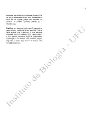 7

Gavinhas: as raízes transformam-se em estruturas
de fixação semelhantes a uma mola. Enrolam-se ao
tocar em um suporte porque são sensíveis ao
estímulo do contato. Exemplo: (Vanilla sp. Orchidaceae).
Espinhos: em algumas buritiranas (Arecaceae) as
raízes podem transformar-se em espinhos. Vale a
pena lembrar que o espinho é uma estrutura
complexa, um órgão modificado (raiz, caule ou folha)
e que, portanto, apresenta tecido de revestimento,
sustentação e até mesmo vascularização própria,
enquanto o acúleo das roseiras é apenas uma
formação epidérmica.

 