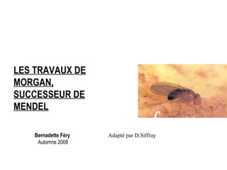 Bernadette Féry   Automne 2008 LES TRAVAUX DE MORGAN, SUCCESSEUR DE MENDEL Adapté par D.Siffray 