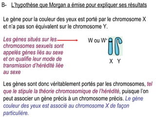B- L’hypothèse que Morgan a émise pour expliquer ses résultats Les gènes sont donc véritablement portés par les chromosomes,  tel que le stipule la théorie chromosomique de l’hérédité , puisque l’on peut associer un gène précis à un chromosome précis.  Le gène couleur des yeux est associé au chromosome X de façon particulière. Le gène pour la couleur des yeux est porté par le chromosome X et n’a pas son équivalent sur le chromosome Y. Les gènes situés sur les chromosomes sexuels sont appelés gènes liés au sexe et on qualifie leur mode de transmission d’hérédité liée au sexe X Y W ou W + 