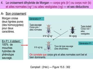 4. Le croisement dihybride de Morgan —  corps gris (b + ) ou corps noir (b) et ailes normales (vg +  ) ou ailes vestigiales (vg)  — et ses déductions A- Son croisement Morgan croise deux lignées pures (des homozygotes) pour deux caractères. Génération F1 Type sauvage   Corps gris /  ailes normales Type mutant Corps noir /  ailes vestigiales b + b + vg + vg + bb vgvg Tous de type sauvage (Des dihybrides) b + b vg + vg Génération P Campbell : (3 e éd.) — Figure 15.5 : 302 On constate que  corps gris et ailes normales sont bel et bien dominants. En F1, il obtient : 100%  de mouches hybrides de phénotype sauvage. 