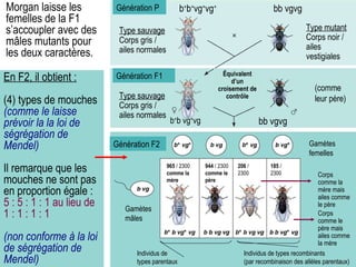 Génération P Génération F1 Type sauvage   Corps gris /  ailes normales Type mutant Corps noir /  ailes vestigiales b + b + vg + vg + bb vgvg b + b vg + vg (comme leur père) Équivalent d’un croisement de contrôle bb vgvg Morgan laisse les femelles de la F1 s’accoupler avec des mâles mutants pour les deux caractères.  Génération F2 Type sauvage   Corps gris /  ailes normales Gamètes femelles Gamètes mâles Individus de types parentaux Individus de types recombinants  (par recombinaison des allèles parentaux) 965  / 2300  comme la mère 944  / 2300  comme le père 206  / 2300 185  / 2300 Corps comme le père mais ailes comme la mère Corps comme la mère mais ailes comme le père En F2, il obtient : (4) types de mouches  (comme le laisse prévoir la la loi de ségrégation de Mendel) Il remarque que les mouches ne sont pas en proportion égale :  5 : 5 : 1 : 1 au lieu de  1 : 1 : 1 : 1 (non conforme à la loi de ségrégation de Mendel) 