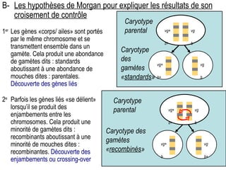 B- Les hypothèses de Morgan pour expliquer les résultats de son croisement de contrôle vg+ b+ vg b Caryotype parental Caryotype des gamètes « standards » vg+ b+ vg b 1 er Les gènes «corps/ ailes» sont portés par le même chromosome et se transmettent ensemble dans un gamète. Cela produit une abondance de gamètes dits : standards aboutissant à une abondance de mouches dites : parentales.  Découverte des gènes liés vg+ b+ vg b Caryotype parental Caryotype des gamètes « recombinés » vg+ b vg b+ 2 e Parfois les gènes liés «se délient» lorsqu’il se produit des enjambements entre les chromosomes. Cela produit une minorité de gamètes dits : recombinants aboutissant à une minorité de mouches dites : recombinantes.  Découverte des enjambements ou crossing-over 