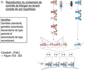 Identifiez  : Gamètes standards, gamètes recombinés, descendants de type parental et descendants de type recombinant. Campbell : (3 e éd.) — Figure 15.6 : 303 C- Reproduction du croisement de contrôle de Morgan en tenant compte de son hypothèse 