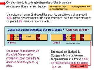 Un croisement entre (2) drosophiles pour les caractères b et vg produit  17%  individus recombinants. Un autre croisement pour les caractères b et cn produit  9%  individus recombinants. b = couleur du corps  vg = longueur des ailes cn = couleur des yeux On ne peut le déterminer car il faudrait faire un autre croisement pour connaître la distance entre les gènes  vg et cn. Construction de la carte génétique des allèles b, vg et cn  (étudiés par Morgan et son équipe) Sturtevant, un  étudiant de Morgan , a fait ce croisement supplémentaire et a trouvé  9,5% de recombinants entre les gènes  vg et cn .  Quelle est la carte génétique des trois gènes ?   Carte A ou carte B ? b cn vg 9 cM 17cM Carte A 17cM b vg 9 cM cn Carte B Donc, c’est B. 