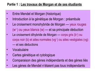 Entre Mendel et Morgan (historique) Introduction à la génétique de Morgan : préambule Le croisement monohybride de Morgan —  yeux rouges (w +  ) ou yeux blancs (w)  — et sa principale déduction Le croisement dihybride de Morgan —  corps gris (b + ) ou corps noir (b) et ailes normales (vg +  ) ou ailes vestigiales (vg)  — et ses déductions Vocabulaire Cartes génétique et cytologique Comparaison des gènes indépendants et des gènes liés Les gènes de Mendel n’étaient pas tous indépendants Partie 1 :  Les travaux de Morgan et de ses étudiants 