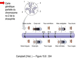 Campbell (3 e éd. ) — Figure 15.8 : 304 Carte génétique partielle du chromosome no 2 de la drosophile 0  48.5  57.5  67  104.5 1 2 3 4 Soies longues  Corps gris  Yeux rouges  Ailes normales  Yeux rouges Soies courtes  Corps noir  Yeux vermillons  Ailes vestigiales  Yeux bruns 