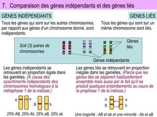 7. Comparaison des gènes indépendants et des gènes liés GÈNES INDÉPENDANTS GÈNES LIÉS Tous les gènes qui sont sur les autres chromosomes, par rapport aux gènes d’un chromosome donné, sont indépendants. Tous les gènes qui sont sur un même chromosome sont liés. Les gènes indépendants se retrouvent en proportion égale dans les gamètes.  (À cause des assortiments indépendants des chromosomes homologues à la métaphase 1 de la méiose.) A a B b 25% AB, 25% Ab, 25% aB, 25% ab Les gènes liés se retrouvent en proportion inégale dans les gamètes.  (Parce que les gènes liés se séparent habituellement ensemble mais aussi par le fait qu'il se produit quelques enjambements au cours de la prophase 1 de la méiose.) A B a b Une majorité : AB et ab et une minorité : Ab et aB Gènes liés Soit (3) paires de chromosomes Gènes indépendants 
