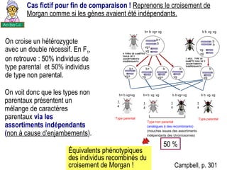 On croise un hétérozygote avec un double récessif. En F 1 , on retrouve : 50% individus de type parental  et 50% individus de type non parental. 50 % Cas fictif pour fin de comparaison !  Reprenons le croisement de Morgan comme si les gènes avaient été indépendants.   On voit donc que les types non parentaux présentent un mélange de caractères parentaux  via les assortiments indépendants ( non à cause d’enjambements ).  Campbell, p. 301 Équivalents phénotypiques des individus recombinés du croisement de Morgan ! 