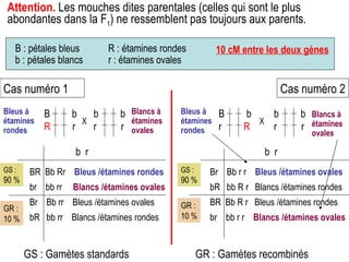 Attention.  Les mouches dites parentales (celles qui sont le plus abondantes dans la F 1 ) ne ressemblent pas toujours aux parents.  Cas numéro 1 Cas numéro 2 B  b R   r b  b r  r X b  r BR  Bb Rr  Bleus /étamines rondes br  bb rr  Blancs /étamines ovales Br  Bb rr  Bleus /étamines ovales bR  bb rr  Blancs /étamines rondes GR : Gamètes recombinés B  b r  R b  b r  r X b  r Br  Bb r r  Bleus /étamines ovales bR  bb R r  Blancs /étamines rondes BR  Bb R r  Bleus /étamines rondes br  bb r r  Blancs /étamines ovales GS : Gamètes standards Bleus à étamines rondes Blancs à étamines ovales Bleus à étamines rondes Blancs à étamines ovales GR : 10 % GS :  90 % GS :  90 % GR : 10 % B : pétales bleus b : pétales blancs R : étamines rondes r : étamines ovales 10 cM entre les deux gènes 