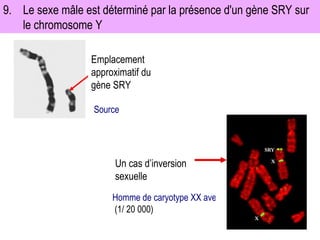 9. Le sexe mâle est déterminé par la présence d'un gène SRY sur le chromosome Y Homme de caryotype XX avec présence du gène SRY sur l’un d’eux.  (1/ 20 000) Source Emplacement approximatif du gène SRY Un cas d’inversion sexuelle 