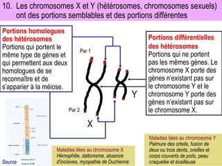 10. Les chromosomes X et Y (hétérosomes, chromosomes sexuels) ont des portions semblables et des portions différentes   X Y Maladies liées au chromosome X Hémophilie, daltonisme, absence d'incisives, myopathie de Duchenne Maladies liées au chromosome Y Palmure des orteils, fusion de deux ou trois dents, oreilles et corps couverts de poils, peau craquelée et écailleuse Par 1 Par 2 Source Portions différentielles des hétérosomes Portions qui ne portent pas les mêmes gènes. Le chromosome X porte des gènes n’existant pas sur le chromosome Y et le chromosome Y porte des gènes n’existant pas sur le chromosome X. Portions homologues des hétérosomes Portions qui portent le même type de gènes et qui permettent aux deux homologues de se reconnaître et de s’apparier à la méiose. 