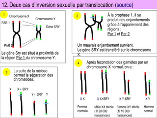 1 2 4 12. Deux cas d’inversion sexuelle par translocation ( source) 3 Chromosome X Chromosome Y PAR 1 PAR 2 Gène SRY X + SRY Y -  SRY X Y Le gène Sry est situé à proximité de la région  Par 1  du chromosome Y. Un mauvais enjambement survient. Le gène SRY est transféré sur le chromosome X. À la prophase 1, il se produit des enjambements grâce à l'appariement des régions : Par 1  et  Par 2 . Après fécondation des gamètes par un chromosome X normal, on a : La suite de la méiose permet la séparation des chromatides. Femme normale X  X Mâle XX stérile (1/ 20 000 naissances) X  X+SRY Femme XY stérile (1/ 10 000 naissances) X  Y-SRY Homme normal X  Y 