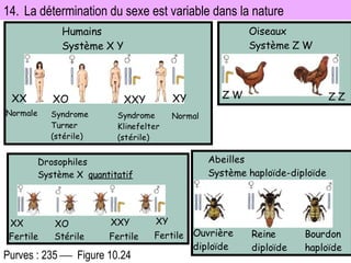 14.  La détermination du sexe est variable dans la nature  Purves : 235     Figure 10.24 