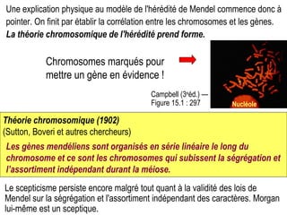 Le scepticisme persiste encore malgré tout quant à la validité des lois de Mendel sur la ségrégation et l'assortiment indépendant des caractères. Morgan lui-même est un sceptique. Une explication physique au modèle de l'hérédité de Mendel commence donc à pointer. On finit par établir la corrélation entre les chromosomes et les gènes.  La théorie chromosomique de l'hérédité prend forme. Campbell (3 e éd.) — Figure 15.1 : 297  Chromosomes marqués pour mettre un gène en évidence ! Nucléole Les gènes mendéliens sont organisés en série linéaire le long du chromosome et ce sont les chromosomes qui subissent la ségrégation et l’assortiment indépendant durant la méiose. Théorie chromosomique (1902) (Sutton, Boveri et autres chercheurs) 