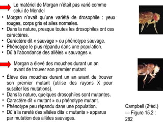 Morgan n’avait  qu’une variété  de drosophile :  yeux rouges, corps gris et ailes normales . Dans la nature, presque toutes les drosophiles ont ces caractères. Caractère dit « sauvage  » ou phénotype sauvage. Phénotype le plus répandu  dans une population. Dû à l'abondance des allèles « sauvages ». Le matériel de Morgan n’était pas varié comme celui de Mendel Morgan a élevé des mouches durant un an avant de trouver son premier mutant Élève des mouches durant un an avant de trouver son premier mutant (utilise des rayons X pour susciter les mutations). Dans la nature, quelques drosophiles sont mutantes. Caractère dit « mutant » ou phénotype mutant. Phénotype peu répandu dans une population. Dû à la rareté des allèles dits « mutants » apparus par mutation des allèles sauvages. Campbell (2 e éd.) — Figure 15.2 : 282  