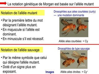 La notation génétique de Morgan est basée sur l’allèle mutant Drosophiles aux ailes courbées (curly) —  une mutation dominante Par la première lettre du mot désignant l’allèle mutant. En majuscule si l’allèle est dominant. En minuscule s’il est récessif. Notation de l’allèle mutant Notation de l’allèle sauvage Par le même symbole que celui qui désigne l'allèle mutant. Doté d'un signe plus en exposant. Drosophiles de type sauvage  Images Allèle ailes courbées  =  Cy Mâle Femelle Femelle Mâle Allèle ailes droites  =  Cy + 