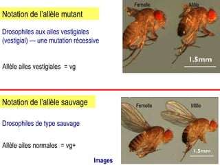 Allèle ailes vestigiales  =  vg Allèle ailes normales  =  vg+ Drosophiles aux ailes vestigiales (vestigial) — une mutation récessive Notation de l’allèle mutant Notation de l’allèle sauvage Drosophiles de type sauvage  Mâle Femelle Mâle Femelle Images 