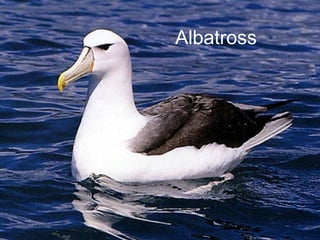 Albatross 