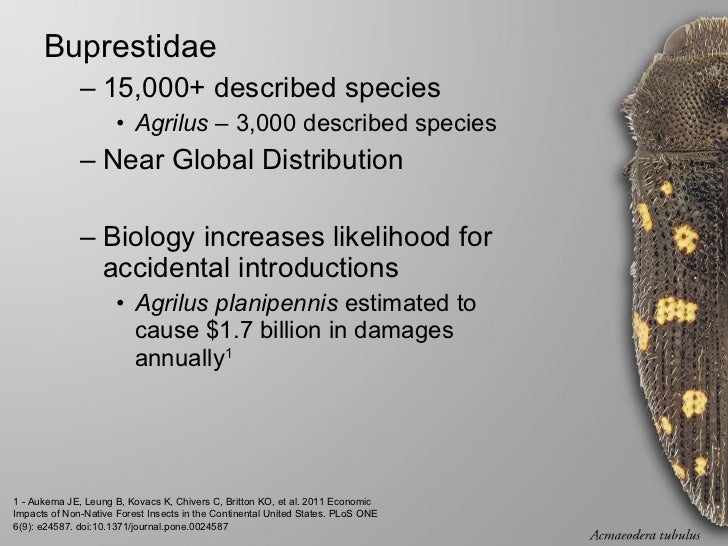 Morgan Jackson - Field guide to the jewel beetles of Northeastern North America Slide 2
