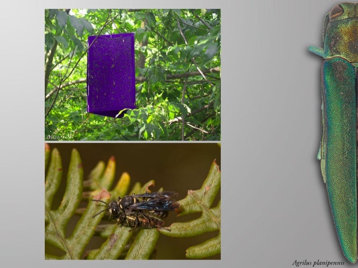 Morgan Jackson - Field guide to the jewel beetles of Northeastern North America Slide 3