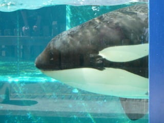 Photos of Killer Whale Morgan, April 2011