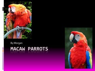 MACAW PARROTS
By Morgan
 