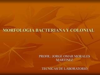 MORFOLOGIA BACTERIANA Y COLONIAL
PROFR.: JORGE OMAR MORALES
MARTINEZ
TECNICAS DE LABORATORIO
 