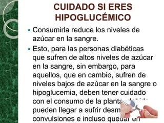 CUIDADO SI ERES
HIPOGLUCÉMICO
 Consumirla reduce los niveles de
azúcar en la sangre.
 Esto, para las personas diabéticas
que sufren de altos niveles de azúcar
en la sangre, sin embargo, para
aquellos, que en cambio, sufren de
niveles bajos de azúcar en la sangre o
hipoglucemia, deben tener cuidado
con el consumo de la planta, debido
pueden llegar a sufrir desmayos,
convulsiones e incluso quedar en
 