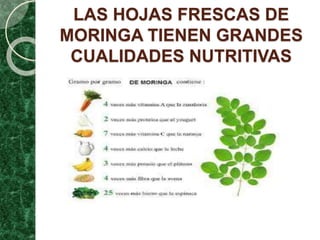 LAS HOJAS FRESCAS DE
MORINGA TIENEN GRANDES
CUALIDADES NUTRITIVAS
 