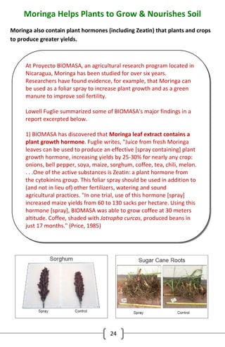 Moringa Helps Plants to Grow & Nourishes Soil
Moringa also contain plant hormones (including Zeatin) that plants and crops
to produce greater yields.

At Proyecto BIOMASA, an agricultural research program located in
Nicaragua, Moringa has been studied for over six years.
Researchers have found evidence, for example, that Moringa can
be used as a foliar spray to increase plant growth and as a green
manure to improve soil fertility.
Lowell Fuglie summarized some of BIOMASA's major findings in a
report excerpted below.
1) BIOMASA has discovered that Moringa leaf extract contains a
plant growth hormone. Fuglie writes, "Juice from fresh Moringa
leaves can be used to produce an effective [spray containing] plant
growth hormone, increasing yields by 25-30% for nearly any crop:
onions, bell pepper, soya, maize, sorghum, coffee, tea, chili, melon.
. . .One of the active substances is Zeatin: a plant hormone from
the cytokinins group. This foliar spray should be used in addition to
(and not in lieu of) other fertilizers, watering and sound
agricultural practices. "In one trial, use of this hormone [spray]
increased maize yields from 60 to 130 sacks per hectare. Using this
hormone [spray], BIOMASA was able to grow coffee at 30 meters
altitude. Coffee, shaded with Jatropha curcas, produced beans in
just 17 months." (Price, 1985)

24

 