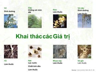 Lá:
Dinh dưỡng

Cây:
Chống xói mòn
đất

Hoa:
Làm thuốc

Làm thuốc

Vỏ cây:
Dinh dưỡng
Làm thuốc

Khai tháccác Giá trị

Rễ:
Làm thuốc

Hạt:
Lọc nước

Nhựa cây:
Làm thuốc

Vỏ già:
Làm thuốc

Chiết tinh dầu
Làm thuốc

Sources: 1, 2, 3, 4, 5, 6, 7, 8, 9, 10, 11, 12

 