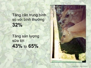 Tăng cân trung bình
so với bình thường

32%
Tăng sản lượng
sữa tới

43% to 65%

Weight gain14, Milk production15, 16

 