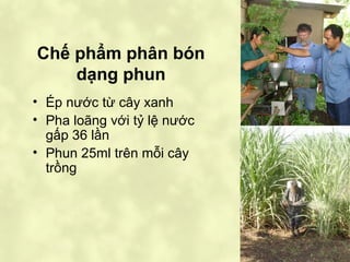 Chế phẩm phân bón
dạng phun
• Ép nước từ cây xanh
• Pha loãng với tỷ lệ nước
gấp 36 lần
• Phun 25ml trên mỗi cây
trồng

 