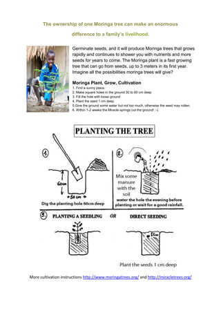 The ownership of one Moringa tree can make an enormous
difference to a family’s livelihood.
Germinate seeds, and it will produce Moringa trees that grows
rapidly and continues to shower you with nutrients and more
seeds for years to come. The Moringa plant is a fast growing
tree that can go from seeds, up to 3 meters in its first year.
Imagine all the possibilities moringa trees will give?
Moringa Plant, Grow, Cultivation
1. Find a sunny place.
2. Make square holes in the ground 30 to 60 cm deep
3. Fill the hole with loose ground
4. Plant the seed 1 cm deep
5.Give the ground some water but not too much, otherwise the seed may rotten.
6. Within 1-2 weeks the Miracle springs out the ground! :-)
More cultivation instructions http://www.moringatrees.org/ and http://miracletrees.org/
 
