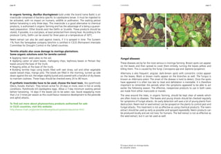 page 30 page 31 
cultivation cultivation 
In organic farming, Bacillus thuringiensis (sold under the brand name Batik) is an 
insecticide composed of bacteria specific to Lepidoptera larvae. It must be ingested to 
be activated, with no impact on humans, wildlife or pollinators. The waiting period 
before harvesting is only three days. This insecticide is a good alternative to chemical 
products, is authorised in organic farming and has the advantage of a being a guaran-teed 
preparation. Other brands exist like Delfin or Scutello. These products should be 
stored, if possible, in a cool place, at least protected from strong heat. According to the 
producer Certis, Delfin can be stored for three years at a temperature of 30°C. 
Neem extract can also be used against insects, if it is sprayed in time. The Suneem 
1% from the Senegalese company Senchim is certified in CILSS (Permanent Interstate 
Committee for Drought Control in the Sahel) countries. 
Termite attacks also cause damage to moringa plantations. 
Some organic solutions exist for termite control: 
• Applying neem seed cakes to the soil. 
• Applying castor oil plant leaves, mahogany chips, tephrosia leaves or Persian lilac 
leaves around the base of the trunk. 
• Heaping ashes at the base of the trunk. 
• Building termite traps using bowls filled with wet straw, soil and other vegetable 
waste (wood chips, mango pits). The bowls are filled in the morning, turned up side 
down against the soil, the edges slightly buried and covered with a handful of dry leaves 
to maintain coolness. These traps should be checked every 24 to 48 hours. 
If synthetic insecticides have to be used, choose the least toxic, like pyrethroids 
(Decis, Karate, Klartan). They remain active for 20 days or more, even in hot or windy 
conditions. Pyrethroids kill Lepidoptera eggs. Allow a 7-day minimum waiting period 
before harvesting, 14 days if the leaves are to be eaten raw. Avoid reapplying more 
than 2 or 3 times per season as this could favour resistance development to the pesticide 
and aphid attacks. 
To find out more about phytosanitary products authorised for sale 
in CILS countries, visit this website: 
http://www.insah.org/protectiondesvegetaux/csp/pesticidautorise.html 
1 2 
Fungal diseases 
These diseases are by far the most serious in moringa farming. Brown spots can appear 
on the leaves and then spread to cover them entirely, turning the leaves yellow and 
killing them. This is caused by the fungi Cercospora spp and Septoria lycopersici. 
Alternaria is also frequent: angular, dark-brown spots with concentric circles appear 
on the leaves. Black or brown marks appear on the branches as well. The fungus is 
known as Alternaria solani. The onset of the disease is hard to detect. Once the spots 
have appeared it is often too late to treat and defoliation is inevitable. It is therefore 
important to remember the periods when the symptoms appeared to be able to act 
earlier the following season. The effective, inexpensive products to use in both cases 
are made from either mancozeb or maneb. 
The area around the trees, in organic farming, should be kept clear of weeds which 
are often hosts to diseases. The leaves and young shoots should be checked regularly 
for symptoms of fungal attacks. An early detection will save a lot of young plants from 
destruction. Neem leaf or seed extract can be sprayed on the plants to control pest and 
fungal attacks. This treatment is not as effective as using chemical products. The neem 
extract should be used as early as possible and sprayed repeatedly. Neem products can 
be produced locally and are not toxic for humans. The leaf extract is not as effective as 
the seed extract, but it can be used as well. 
1 Fungus attack on moringa leaves. 
2 Caterpillar attack. 
 