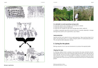 page 24 page 25
It is advisable to avoid associating moringa with:
• Crops that require a lot of nitrogen, such as maize or cassava;
• Crops that require chemical treatments;
• Crops that can compete for light with moringa trees (millet, sorghum).
It is better to associate crops that can enrich the soil in minerals, especially in nitrogen
like leguminous plants such as groundnut, soy or beans.
Seed production
Spacing must be much wider for fruit or seed production. Trees must be at least 2.5 m
apart. Line and peg using a 3 x 3 meter triangular pattern for seed-producing farms.
This will optimize plant population density.
5. Caring for the plants
Moringa requires a lot of care and maintenance to produce the expected yields.
Shaping the trees
As Moringa oleifera tends to produce long branches that grow vertically and pro-
duce leaves and fruits only at their extremity, yields will be low if the trees are left to
grow naturally. The tree can grow to heights of about 3 to 4 meters in the first year
and continue to about 10-12 m thereafter. It is therefore essential to give the trees a
good shape when they are young, by enhancing lateral branching thus creating bushy
growth.
1 Moringa agroforestry in Benin.
2 Moringa seed production in Ghana.Moringa in agroforestry.
cultivationcultivation
1 	 2
 