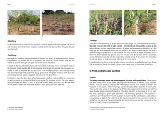 page 28 page 29
Mulching
Mulching consists in covering the soil with crop or weed residue to reduce the loss of
soil moisture and to minimize irrigation needs during the dry months. This also reduces
weed growth.
Fertilizing
Moringa can produce large quantities of leaves, but only if it receives enough organic
supplements. Its leaves are rich in proteins and minerals, which means that the soil
needs to provide enough nitrogen and minerals to the plants.
Instead of chemical fertilizer, farmyard manure (animal dung mixed with plant residue)
or compost (plant residue left to decompose on a heap) can provide the necessary nu-
trients as well as improve the soil structure. The best fertilization is ensured by mixing
fast decomposing residue (animal dung, green and soft plant residue) with slow de-
composing residue (straw, dry plant residue and thin branches).
Fertilization must be done during land preparation, before seeding. After it is important
to apply manure or compost at least once a year, for instance before the rainy season,
when the trees are about to start an intense growth period (pruning can also be done
at this time). If there are two rainy seasons, two applications are advised.
Pruning
After the initial pruning to shape the trees (see page 23), maintenance pruning is
required. This can be done at each harvest, if the leaves are removed by cutting all the
stems above a certain height (see harvest). If leaves are harvested by plucking, or if the
trees are left unharvested during the dry season, the bushy shape can be lost and a
good pruning must be done at the onset of the rainy season. In Niger, the trees are cut
down to 20 cm above the ground once or twice a year. If the main stem is too thick,
terminal branches can be cut down as in the initial pruning. In any case, it is important
to cut just above a node to reduce rotting of terminal parts.
In seed-producing farms, pruning helps induce more fruits, as well as larger fruits. Break
the terminal bud when the plant is about one meter high to stimulate branching.
6. Pest and Disease control
Insects
The most common pests are grasshoppers, crickets and caterpillars. These insects
bite and chew parts of the plant, causing the destruction of leaves, buds, flowers,
shoots, fruits or seeds as well as the interruption of sap flow. These outbreaks are
frequent in dry zones where moringa leaves strongly attract insects. It seems that
these outbreaks occur at the beginning of the dry season when insects cannot find
other tender, green material to feed on. The best solution, in this case, is to cut back
the trees, leaving no green part apparent. The following growth is very vigorous if
conditions permit (sufficient water supply). Concerning the Lepidoptera caterpillar, it
is imperative to detect the outbreak at the beginning, at the shoot centre, in order to
act before it is too late. Spraying must be aimed at the centre and the extremity of the
shoots to reach the young caterpillars.
1 Mulching after weeding.
2 Fertilizing with manure.
1 Intensive farming parcel after harvest by pruning (Ghana).
2 Growth after pruning.
cultivation cultivation
1 	 2 1 	 2
 