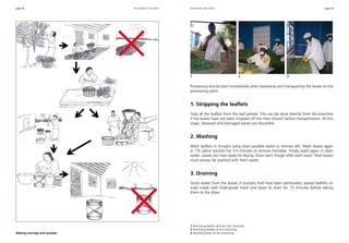 page 38 page 39
Processing should start immediately after harvesting and transporting the leaves to the
processing point.
1. Stripping the leaflets
Strip all the leaflets from the leaf petiole. This can be done directly from the branches
if the leaves have not been stripped off the main branch before transportation. At this
stage, diseased and damaged leaves are discarded.
2. Washing
Wash leaflets in troughs using clean potable water to remove dirt. Wash leaves again
in 1% saline solution for 3-5 minutes to remove microbes. Finally wash again in clean
water. Leaves are now ready for drying. Drain each trough after each wash: fresh leaves
must always be washed with fresh water.
3. Draining
Strain water from the leaves in buckets that have been perforated, spread leaflets on
trays made with food-grade mesh and leave to drain for 15 minutes before taking
them to the dryer.
1 Removing leaflets directly from branches.
2 Removing leaflets at the workshop.
3 Washing leaves at the workshop.
processing the leaves processing the leaves
1 	 2 	 3
Making moringa leaf powder.
 