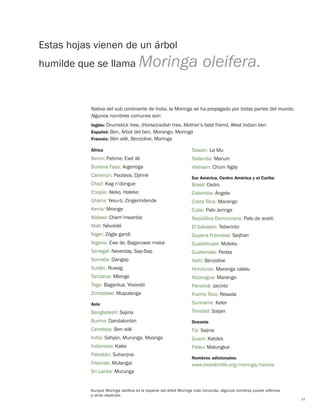 11 
Estas hojas vienen de un árbol 
humilde que se llama Moringa oleifera. 
África 
Benin: Patima, Ewé ilé 
Burkina Faso: Argentiga 
Camerún: Paizlava, Djihiré 
Chad: Kag n’dongue 
Etiopía: Aleko, Haleko 
Ghana: Yevu-ti, Zingerindende 
Kenia: Mronge 
Malawi: Cham’mwanba 
Malí: Névrédé 
Níger: Zôgla gandi 
Nigeria: Ewe ile, Bagaruwar maka 
Senegal: Neverday, Sap-Sap 
Somalia: Dangap 
Sudán: Ruwag 
Tanzania: Mlonge 
Togo: Baganlua, Yovovoti 
Zimbabwe: Mupulanga 
Asia 
Bangladesh: Sajina 
Burma: Dandalonbin 
Camboya: Ben ailé 
India: Sahjan, Murunga, Moonga 
Indonesia: Kalor 
Pakistán: Suhanjna 
Filipinas: Mulangai 
Sri Lanka: Murunga 
Taiwán: La Mu 
Tailandia: Marum 
Vietnam: Chùm Ngây 
Sur América, Centro América y el Caribe 
Brasil: Cedro 
Colombia: Ángela 
Costa Rica: Marango 
Cuba: Palo Jeringa 
República Dominicana: Palo de aceiti 
El Salvador: Teberinto 
Guyana Francesa: Saijhan 
Guadeloupe: Moloko 
Guatemala: Perlas 
Haití: Benzolive 
Honduras: Maranga calalu 
Nicaragua: Marango 
Panamá: Jacinto 
Puerto Rico: Resada 
Suriname: Kelor 
Trinidad: Saijan 
Oceania 
Fiji: Sajina 
Guam: Katdes 
Palau: Malungkai 
Nombres adicionales: 
www.treesforlife.org/moringa/names 
Nativa del sub continente de India, la Moringa se ha propagado por todas partes del mundo. 
Algunos nombres comunes son: 
Inglés: Drumstick tree, (Horse)radish tree, Mother’s best friend, West Indian ben 
Español: Ben, Árbol del ben, Morango, Moringa 
Francés: Bèn ailé, Benzolive, Moringa 
Aunque Moringa oleifera es la especie del árbol Moringa más conocida, algunos nombres puede referirse 
a otras especies.  