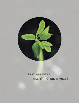 1 
Estas hojas podrían 
salvar millones de vidas.  