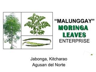 “ MALUNGGAY” MORINGA  LEAVES   ENTERPRISE Jabonga, Kitcharao Agusan del Norte 