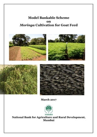 Model Bankable Scheme
on
Moringa Cultivation for Goat Feed
March 2017
National Bank for Agriculture and Rural Development,
Mumbai
 